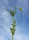 Einzelbild 8 Saat-Mohn - Papaver dubium