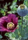 Einzelbild 5 Schlaf-Mohn - Papaver somniferum