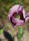 Einzelbild 7 Schlaf-Mohn - Papaver somniferum