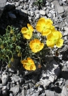 Einzelbild 5 Rätischer Alpen-Mohn - Papaver aurantiacum