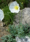 Einzelbild 4 Sendtners Alpen-Mohn - Papaver sendtneri