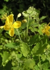 Einzelbild 6 Schöllkraut - Chelidonium majus