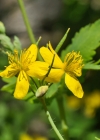 Einzelbild 7 Schöllkraut - Chelidonium majus