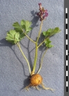 Einzelbild 5 Hohlknolliger Lerchensporn - Corydalis cava