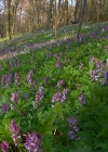 Einzelbild 6 Hohlknolliger Lerchensporn - Corydalis cava