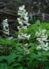Einzelbild 7 Hohlknolliger Lerchensporn - Corydalis cava