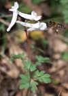 Einzelbild 5 Festknolliger Lerchensporn - Corydalis solida