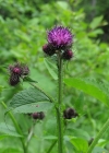 Einzelbild 5 Kletten-Distel - Carduus personata