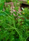 Einzelbild 5 Echter Erdrauch - Fumaria officinalis