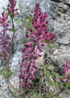 Einzelbild 6 Echter Erdrauch - Fumaria officinalis
