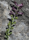 Einzelbild 7 Echter Erdrauch - Fumaria officinalis
