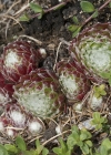 Einzelbild 6 Spinnweb-Hauswurz - Sempervivum arachnoideum
