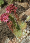 Einzelbild 7 Spinnweb-Hauswurz - Sempervivum arachnoideum