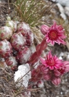 Einzelbild 1 Spinnweb-Hauswurz - Sempervivum arachnoideum