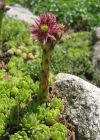 Einzelbild 5 Berg-Hauswurz - Sempervivum montanum