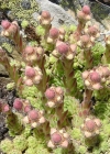 Einzelbild 6 Berg-Hauswurz - Sempervivum montanum