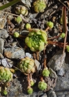 Einzelbild 7 Berg-Hauswurz - Sempervivum montanum