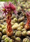 Einzelbild 8 Berg-Hauswurz - Sempervivum montanum