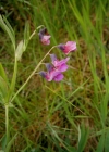 Einzelbild 7 Berg-Platterbse - Lathyrus linifolius