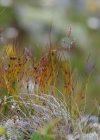 Einzelbild 5 Dreiblatt-Binse - Juncus trifidus