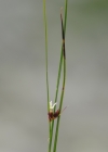 Einzelbild 6 Dreiblatt-Binse - Juncus trifidus
