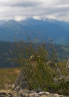 Einzelbild 8 Dreiblatt-Binse - Juncus trifidus