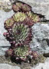 Einzelbild 5 Dach-Hauswurz - Sempervivum tectorum