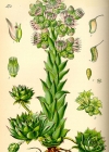 Einzelbild 6 Dach-Hauswurz - Sempervivum tectorum