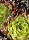 Einzelbild 7 Dach-Hauswurz - Sempervivum tectorum