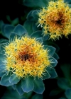 Einzelbild 5 Rosenwurz - Rhodiola rosea