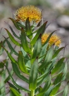 Einzelbild 6 Rosenwurz - Rhodiola rosea