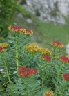 Einzelbild 7 Rosenwurz - Rhodiola rosea