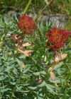 Einzelbild 8 Rosenwurz - Rhodiola rosea