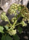 Einzelbild 1 Riesen-Fettkraut - Sedum telephium
