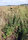 Einzelbild 4 Riesen-Fettkraut - Sedum telephium