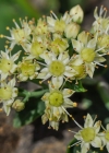 Einzelbild 5 Riesen-Fettkraut - Sedum telephium