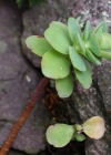 Einzelbild 6 Rundblättriges Fettkraut - Sedum anacampseros