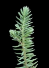 Einzelbild 6 Gewöhnlicher Felsen-Mauerpfeffer - Sedum rupestre