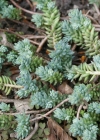 Einzelbild 7 Gewöhnlicher Felsen-Mauerpfeffer - Sedum rupestre