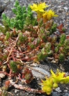 Einzelbild 4 Scharfer Mauerpfeffer - Sedum acre