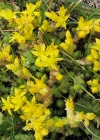 Einzelbild 5 Scharfer Mauerpfeffer - Sedum acre