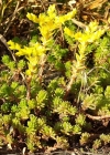 Einzelbild 5 Milder Mauerpfeffer - Sedum sexangulare
