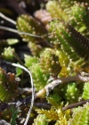 Einzelbild 8 Milder Mauerpfeffer - Sedum sexangulare