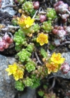 Einzelbild 3 Alpen-Mauerpfeffer - Sedum alpestre