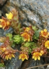 Einzelbild 4 Alpen-Mauerpfeffer - Sedum alpestre
