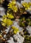 Einzelbild 5 Alpen-Mauerpfeffer - Sedum alpestre
