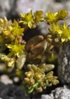 Einzelbild 6 Alpen-Mauerpfeffer - Sedum alpestre