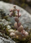Einzelbild 5 Dickblättriger Mauerpfeffer - Sedum dasyphyllum