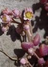 Einzelbild 7 Dickblättriger Mauerpfeffer - Sedum dasyphyllum