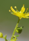 Einzelbild 5 Bach-Steinbrech - Saxifraga aizoides